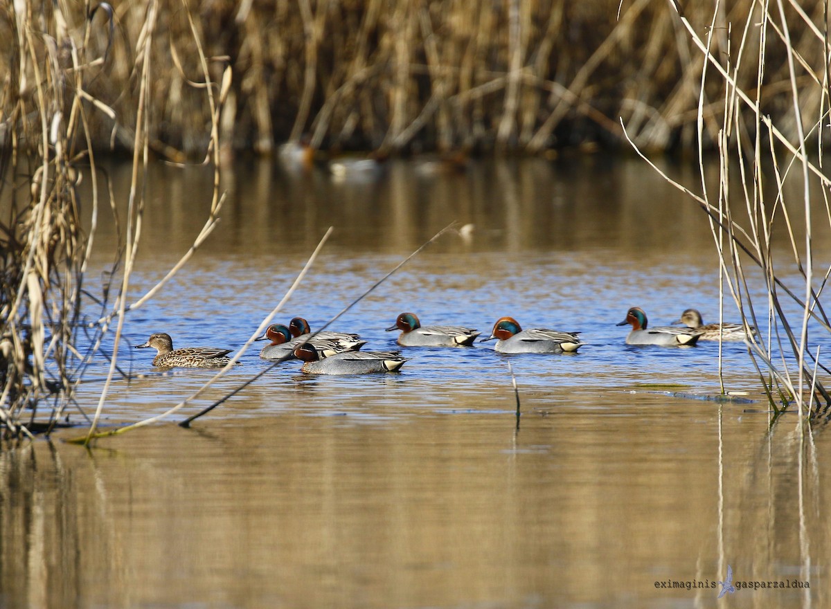 Green-winged Teal - Gaspar Zaldua