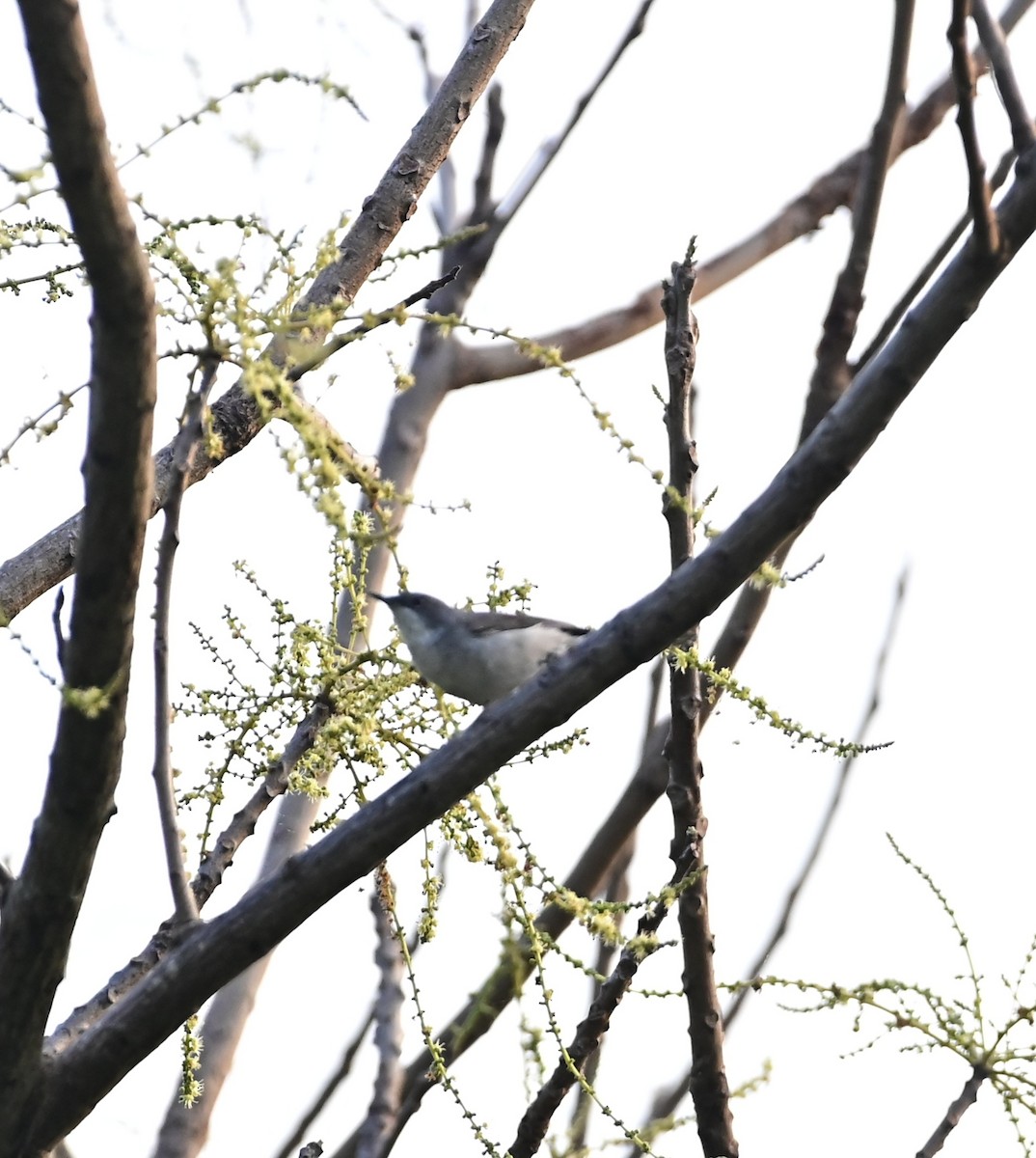 Lesser Whitethroat - sudheesh muraleedharan