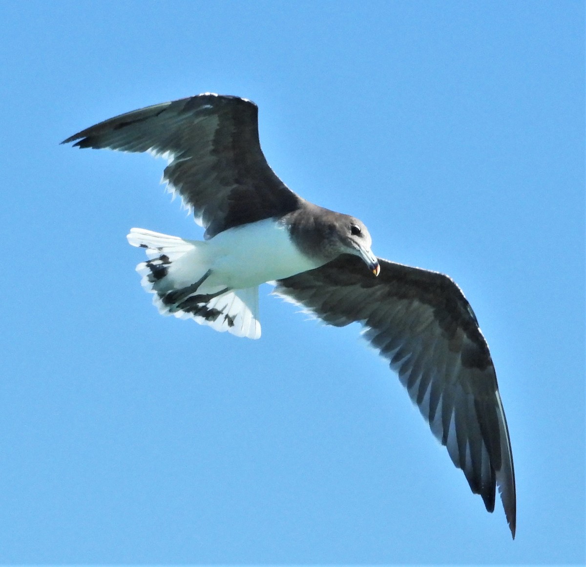 Sooty Gull - ML615129167