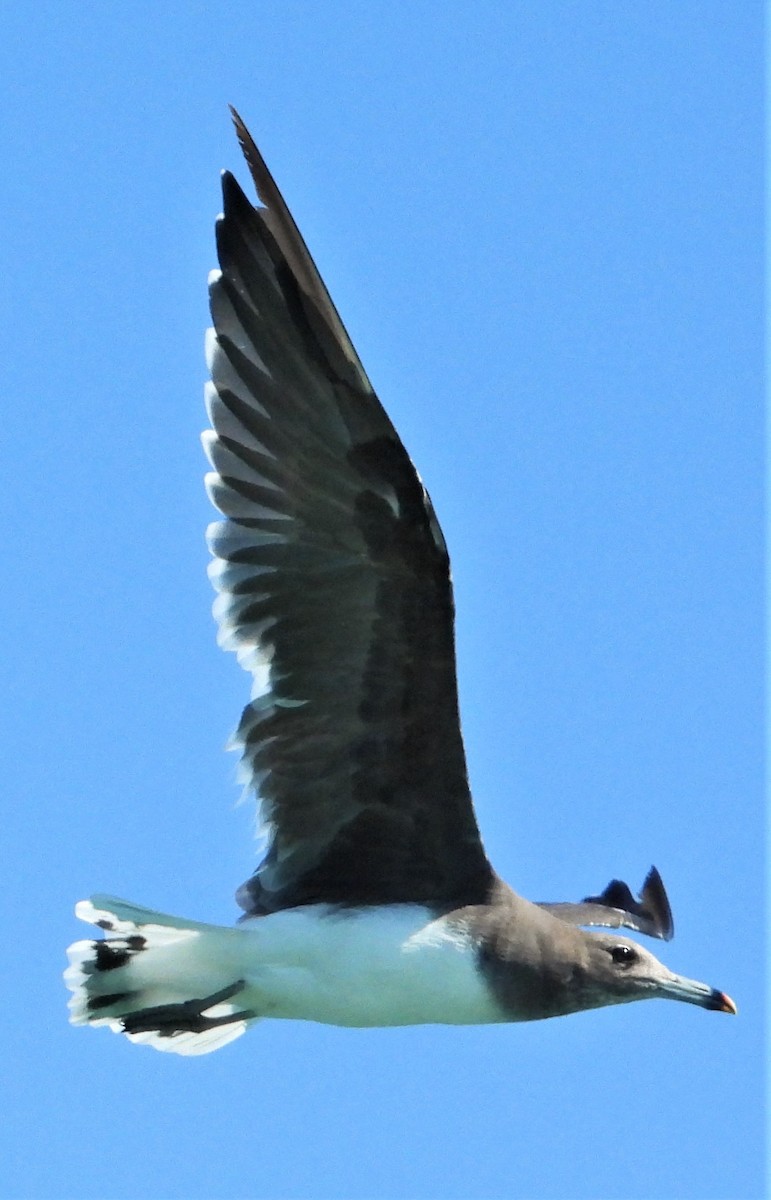 Sooty Gull - ML615129168