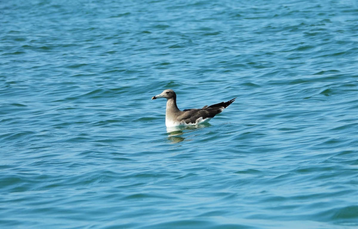 Sooty Gull - ML615129170