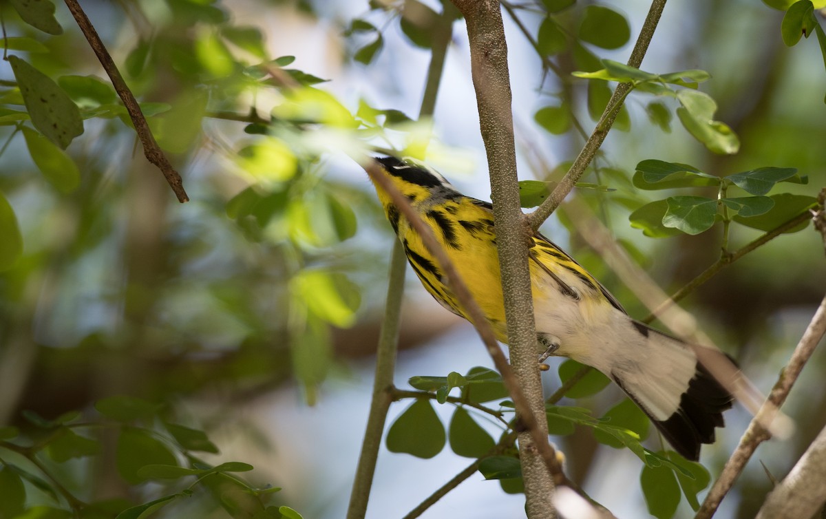 Magnolia Warbler - ML61512921