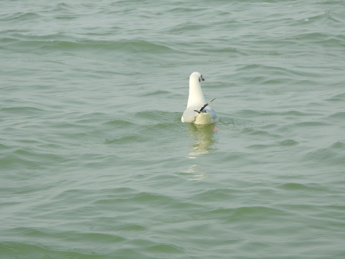 Brown-headed Gull - ML615129300