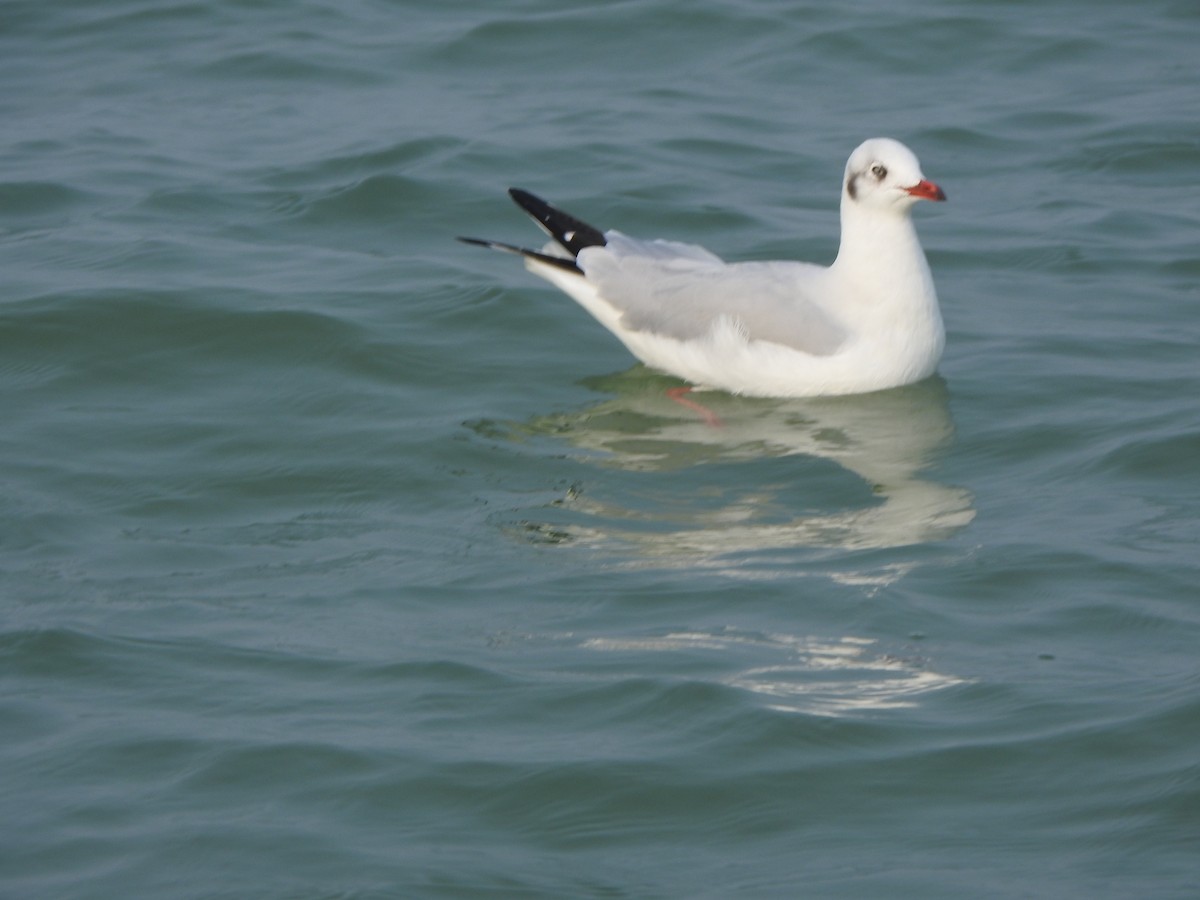 Brown-headed Gull - ML615129301