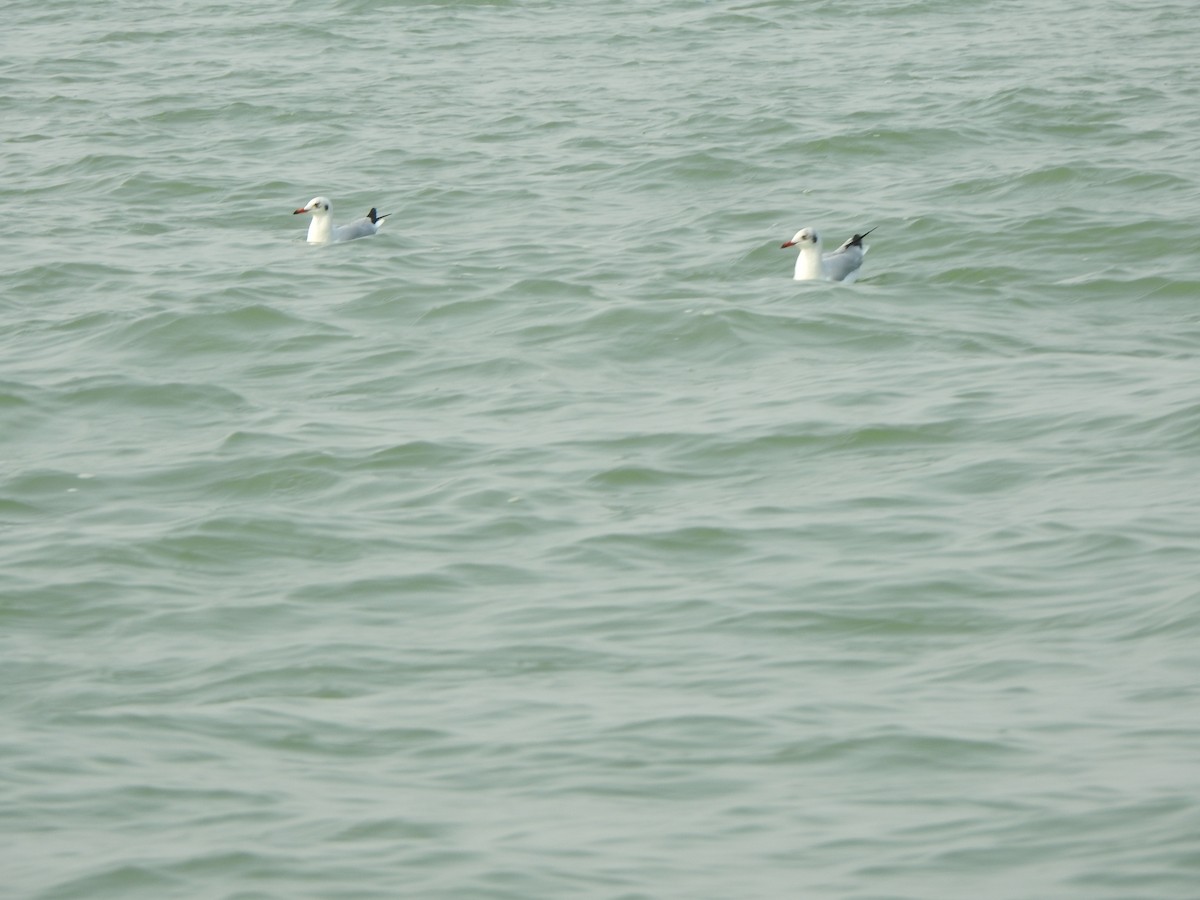 Brown-headed Gull - ML615129303