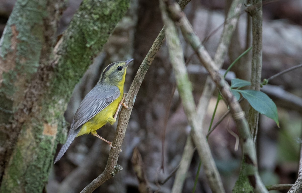 Golden-crowned Warbler - ML61512931