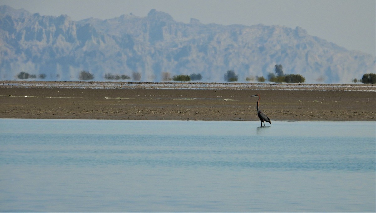 Goliath Heron - ML615129383