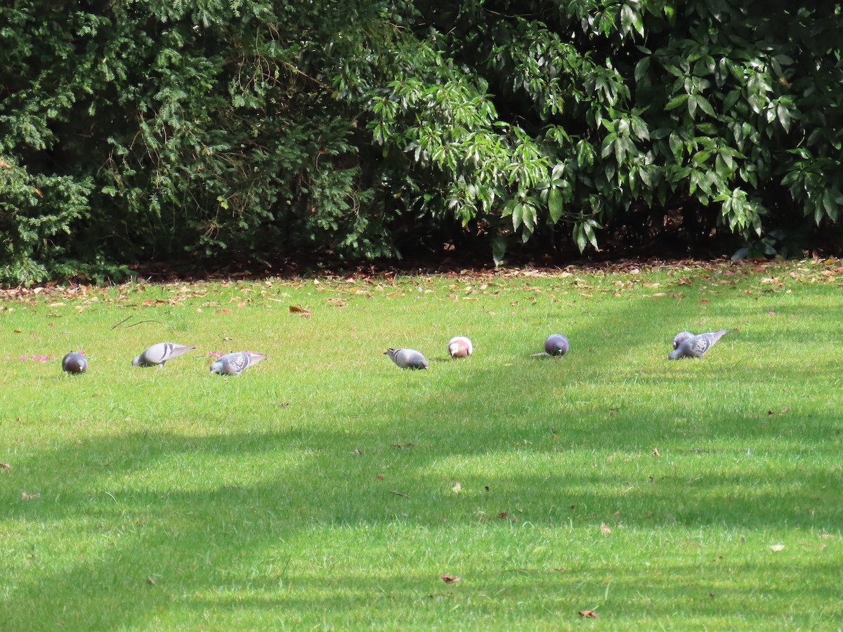 Rock Pigeon (Feral Pigeon) - ML615129502