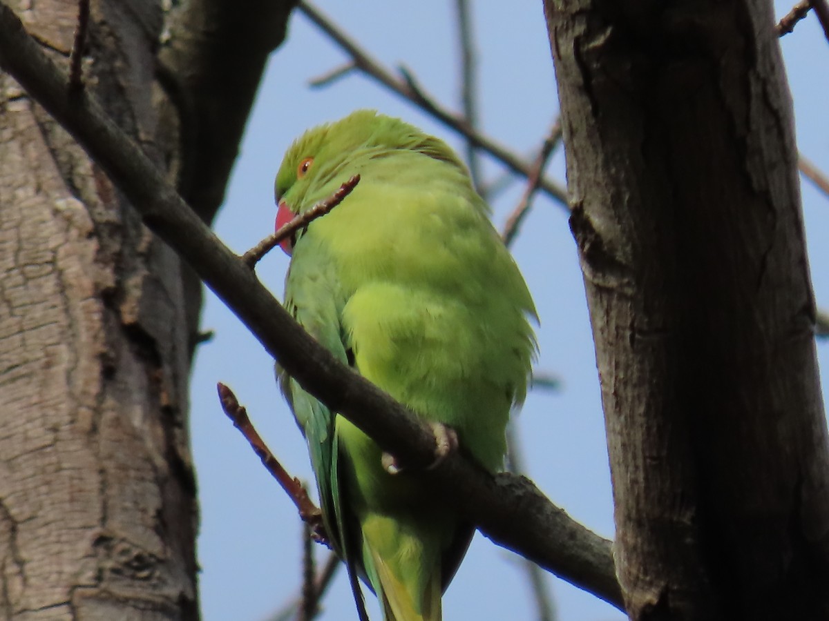 Rose-ringed Parakeet - ML615129510