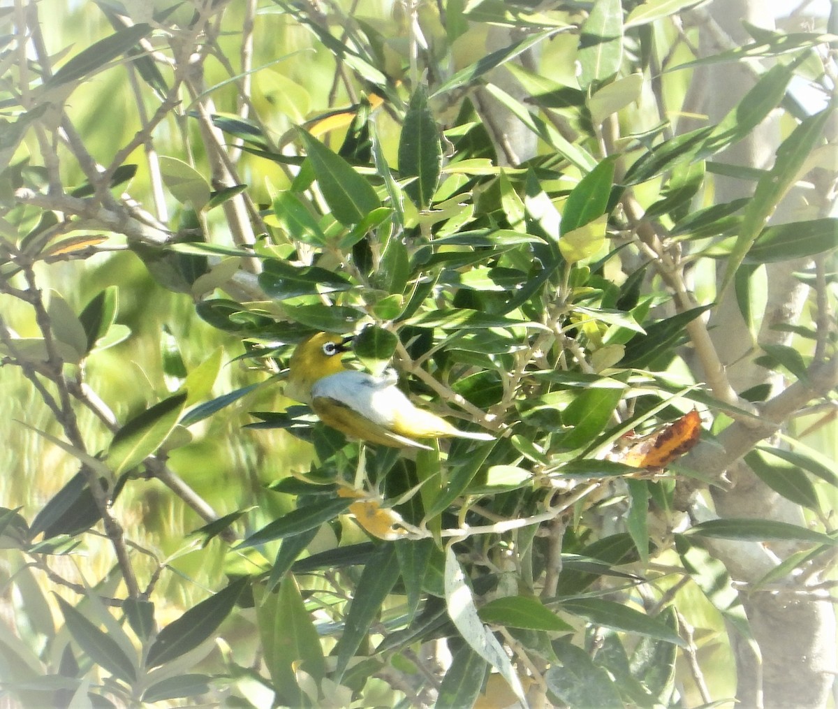 Indian White-eye - ML615129525