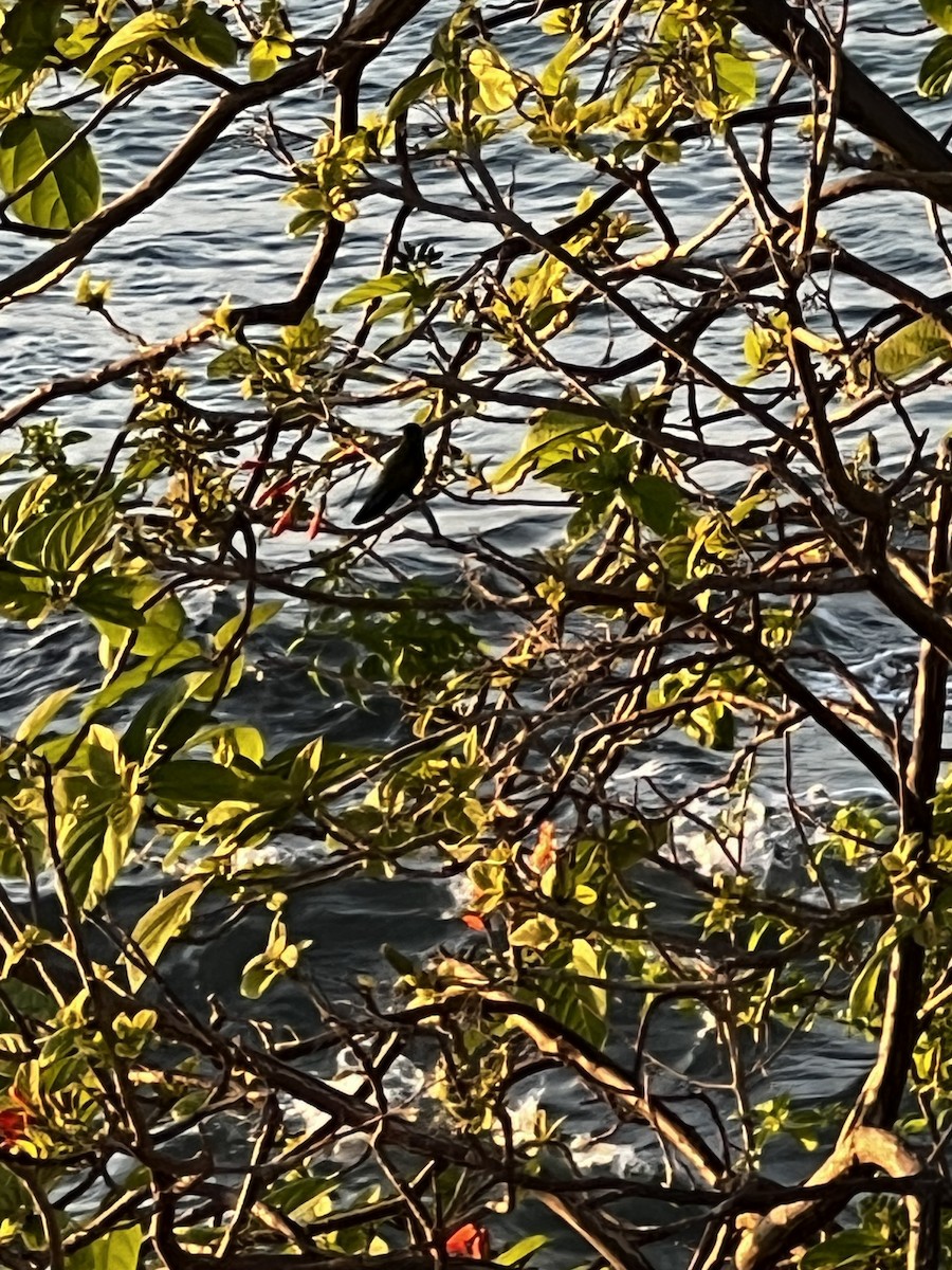 Antillean Crested Hummingbird - Deb Hamel