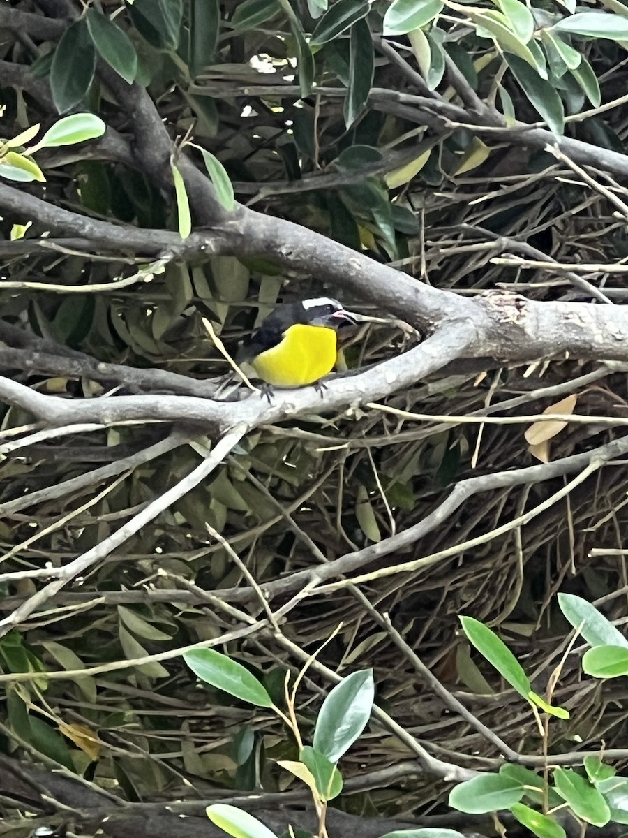 Bananaquit - ML615129539