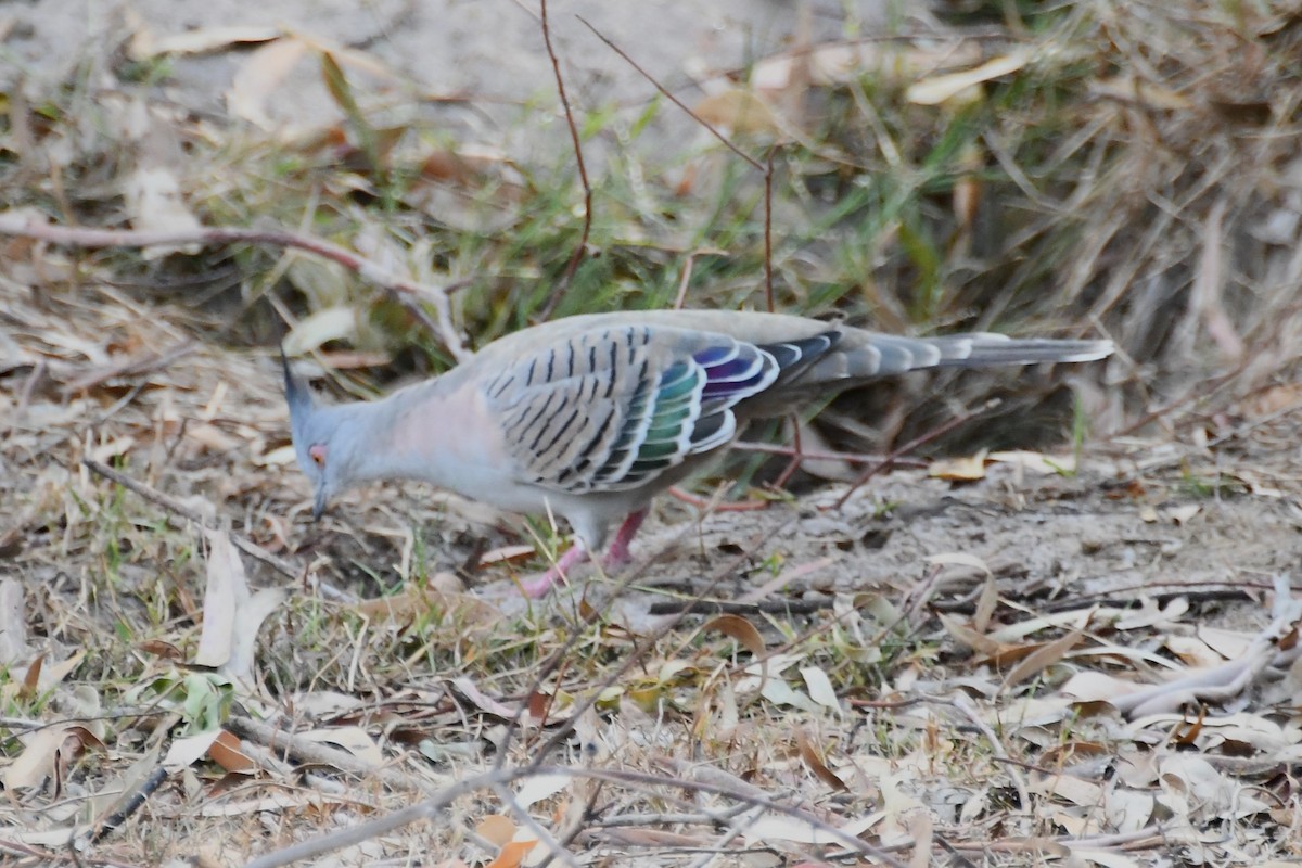 Crested Pigeon - ML615129551