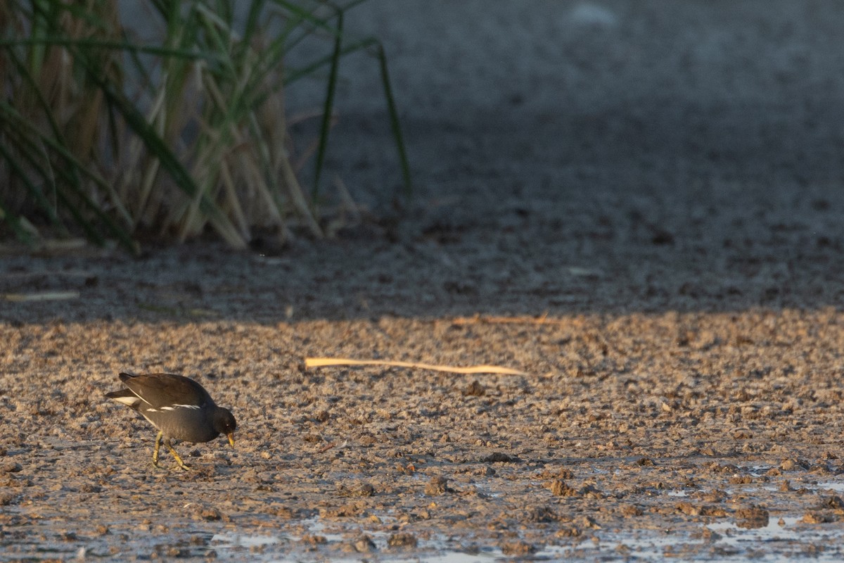 Eurasian Moorhen - ML615129567