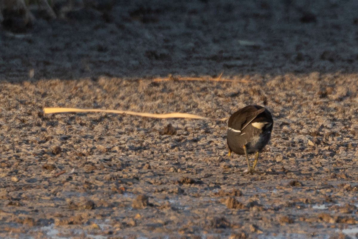 Gallinule poule-d'eau - ML615129568