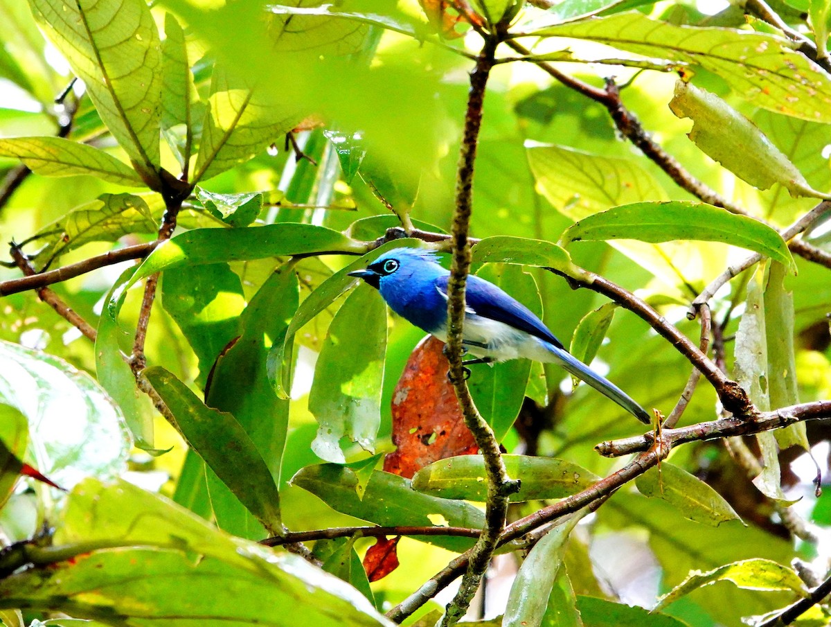 Short-crested Monarch - ML615129612