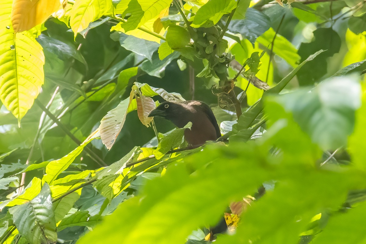 Andaman Treepie - Kalpesh Krishna