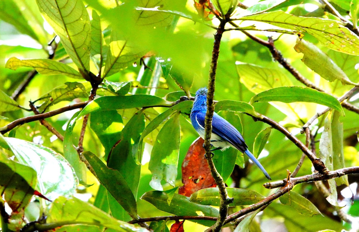 Short-crested Monarch - ML615129621