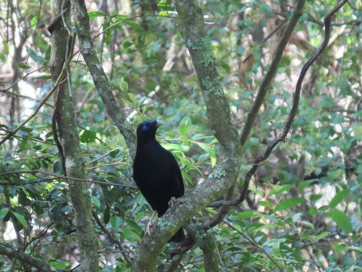 Satin Bowerbird - Rolo Rodsey