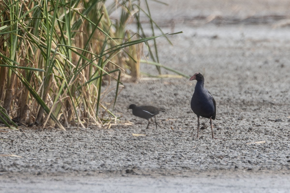 Eurasian Moorhen - ML615129628