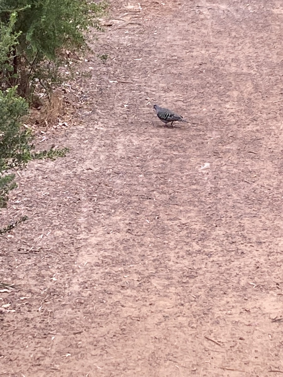 holub bronzovokřídlý - ML615129643