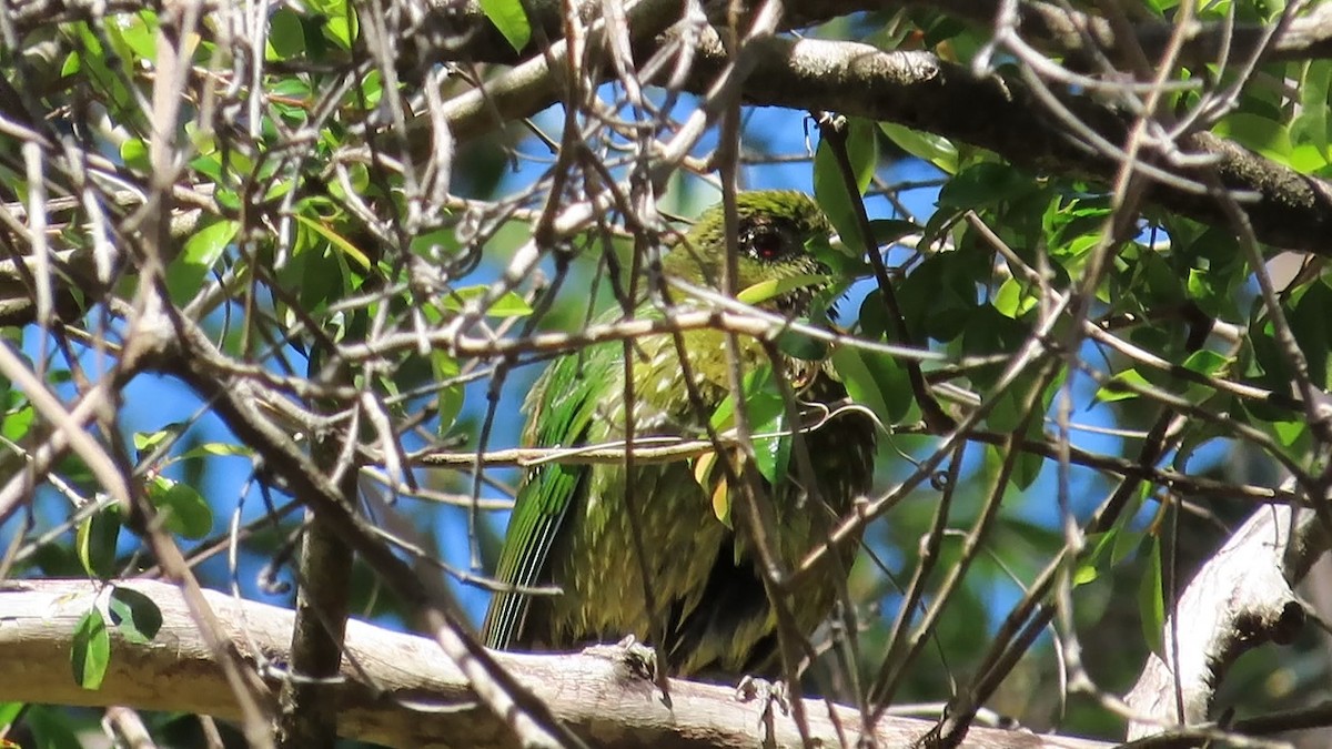 Green Catbird - ML615129644