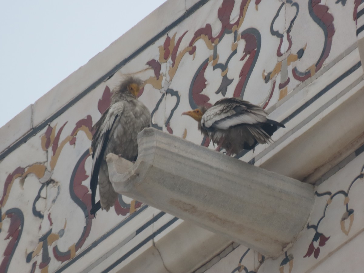 Egyptian Vulture - Gerry Hawkins