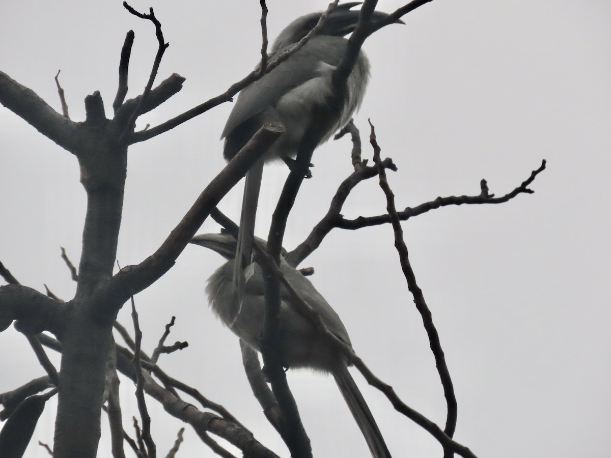 Indian Gray Hornbill - Gerry Hawkins