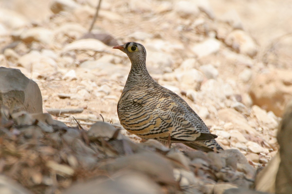 Lichtenstein's Sandgrouse (Lichtenstein's) - ML615129682