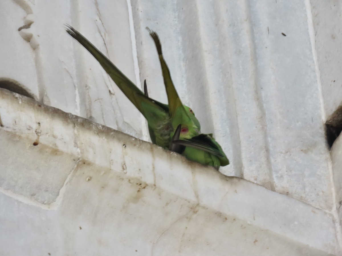 Rose-ringed Parakeet - Gerry Hawkins