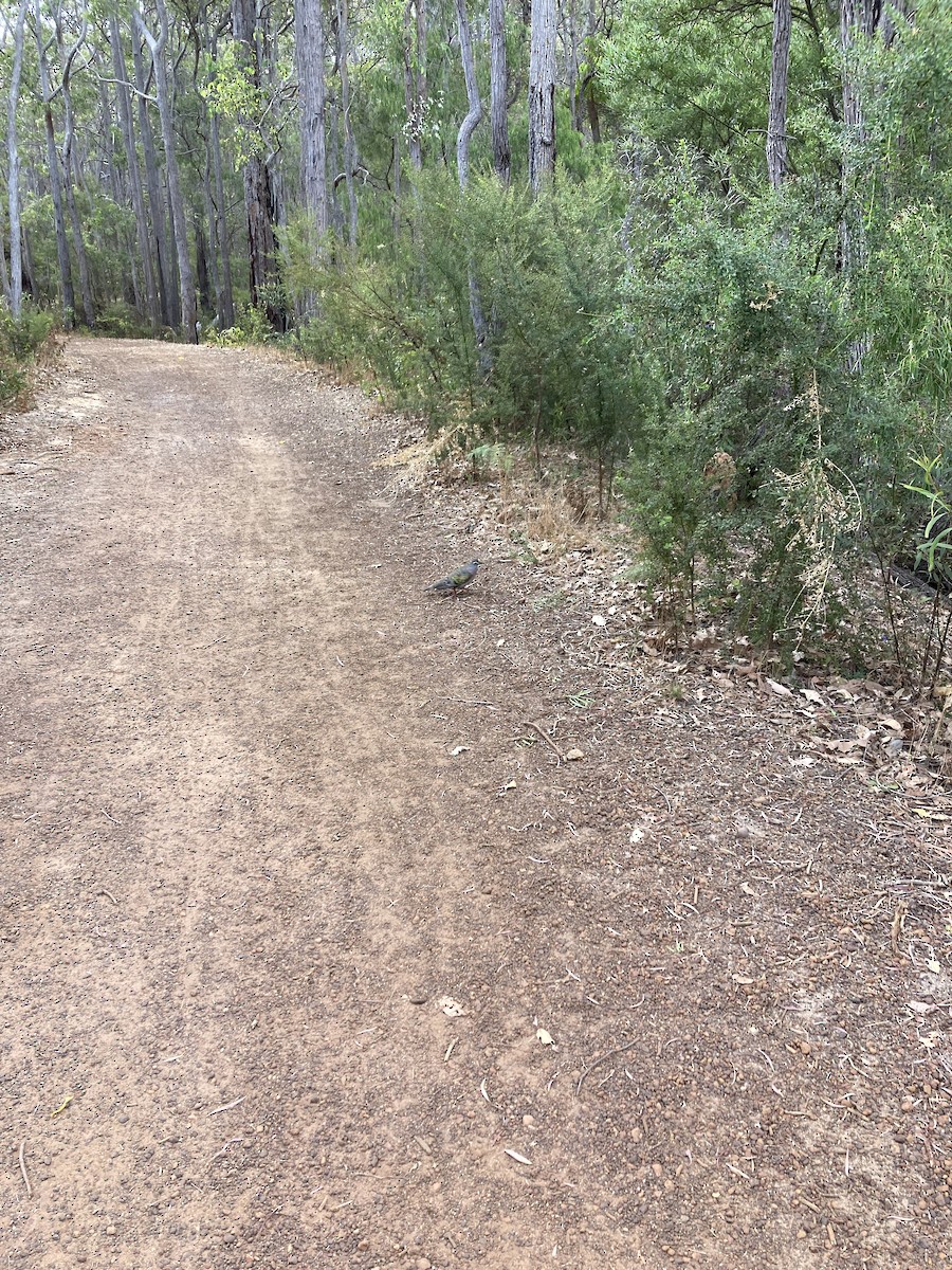 holub bronzovokřídlý - ML615129737