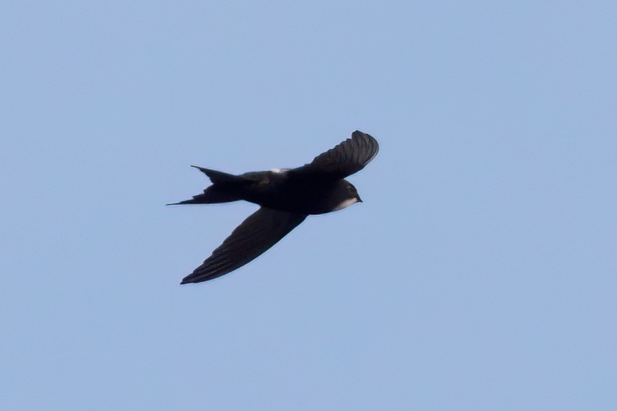 White-rumped Swift - ML615129758