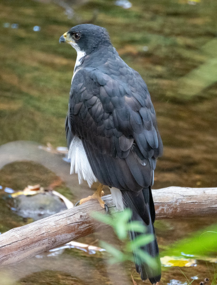 Black Goshawk - ML615129764