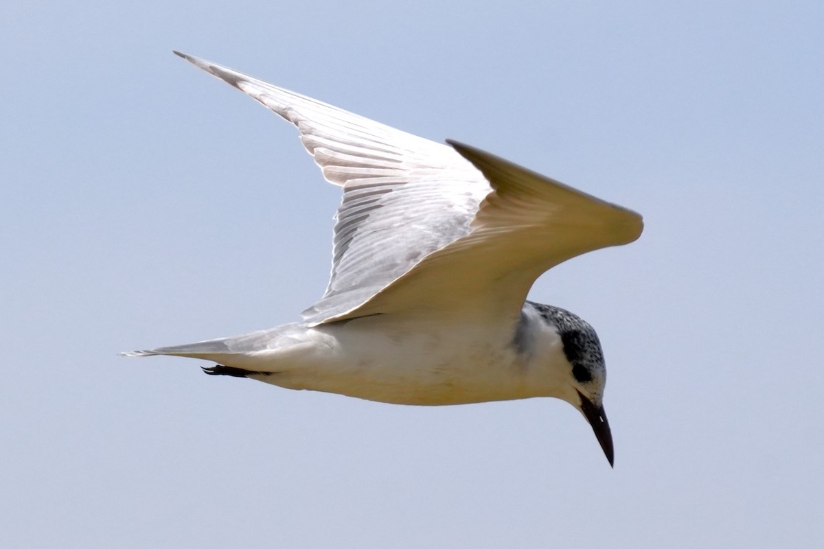 Whiskered Tern - ML615129843