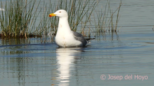 Gaviota Patiamarilla (michahellis) - ML615129854