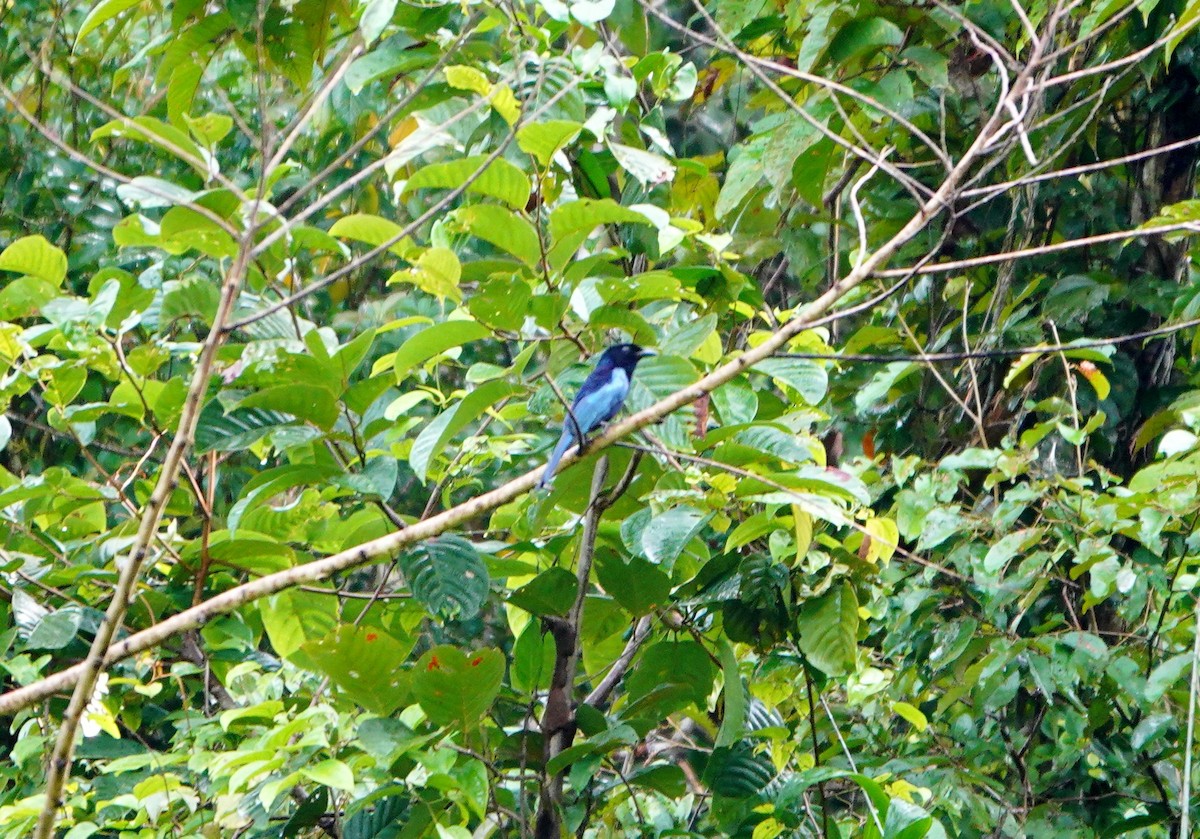 Short-tailed Drongo - ML615129862