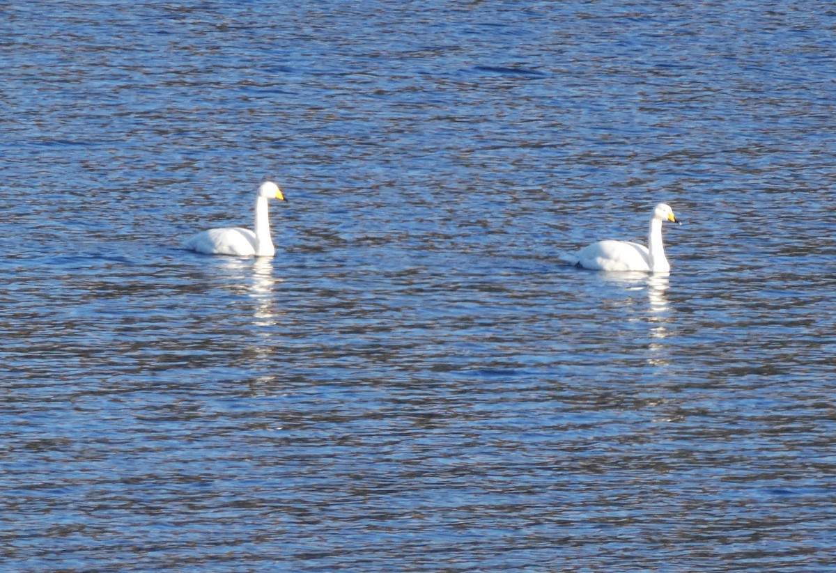 Whooper Swan - ML615129883