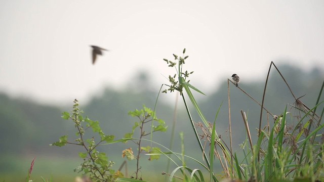 Siberian Stonechat - ML615129885