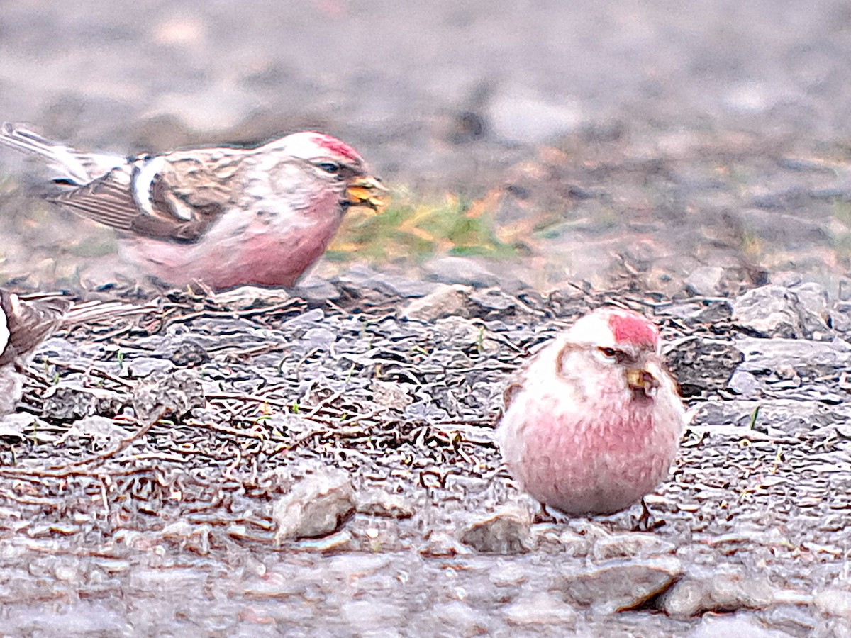 普通朱頂雀 - ML615129897