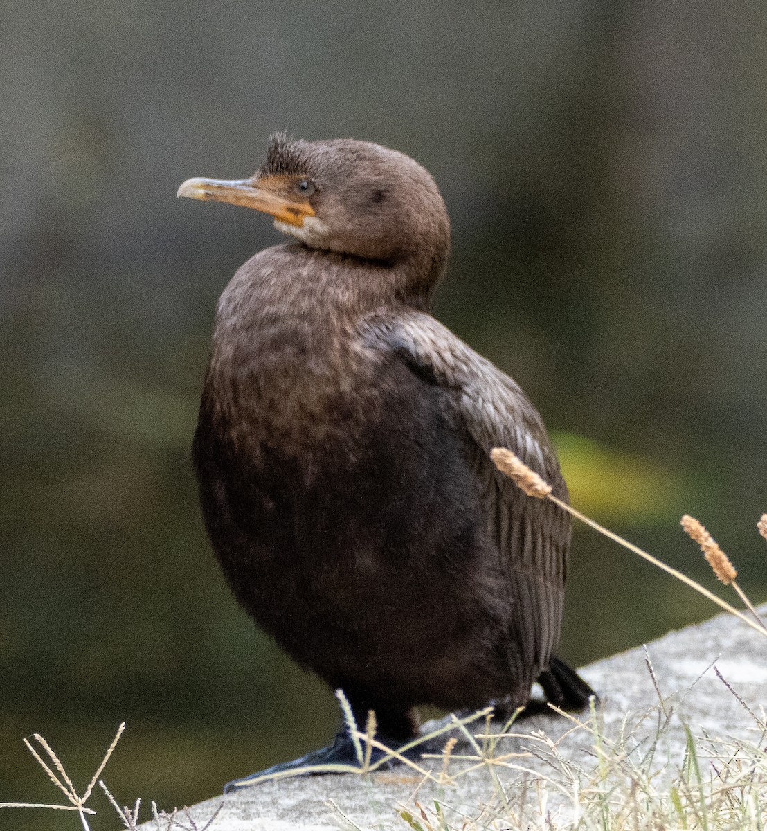 Long-tailed Cormorant - ML615129912