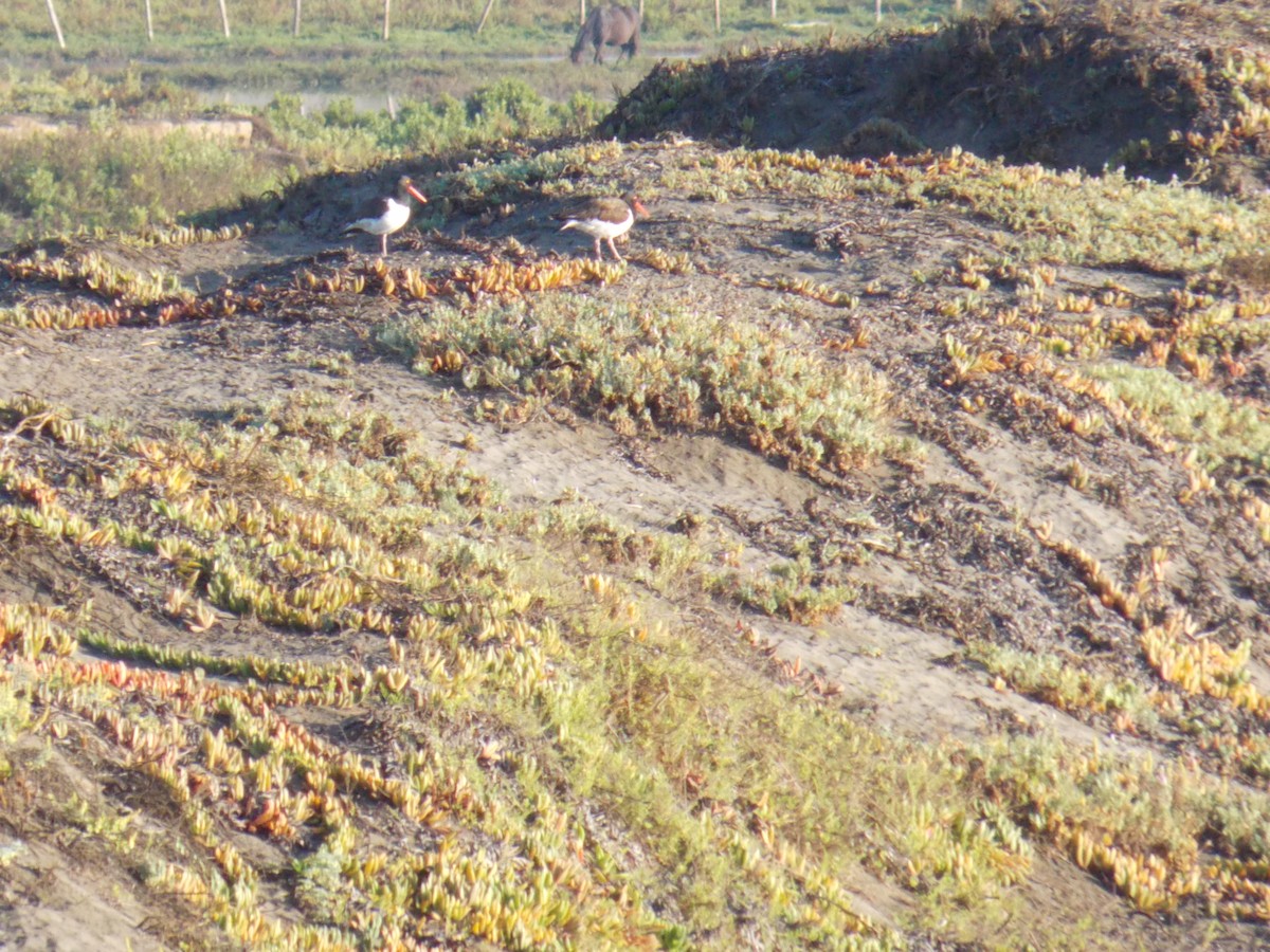 American Oystercatcher - ML615129921