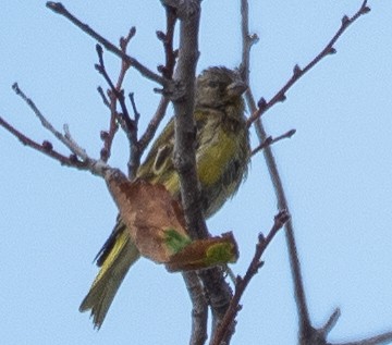 Serin du Cap - ML615129932