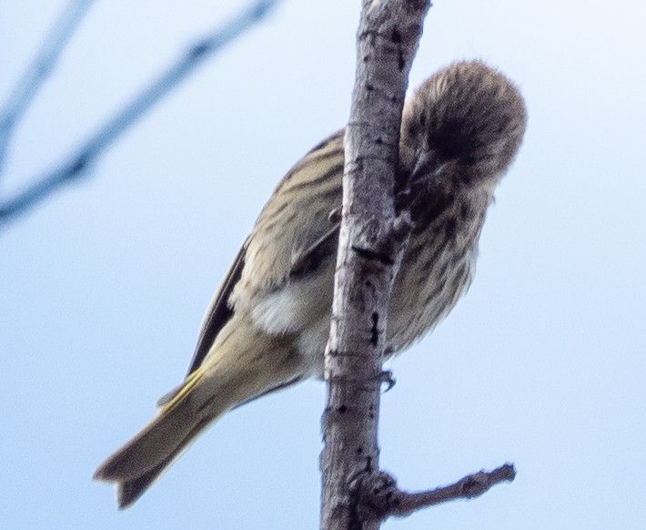 Serin du Cap - ML615129933