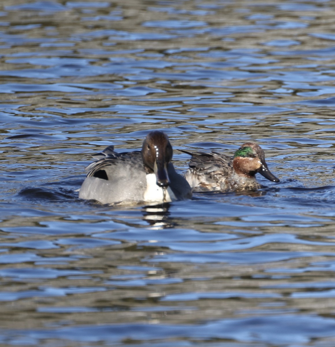 Green-winged Teal - ML615129970