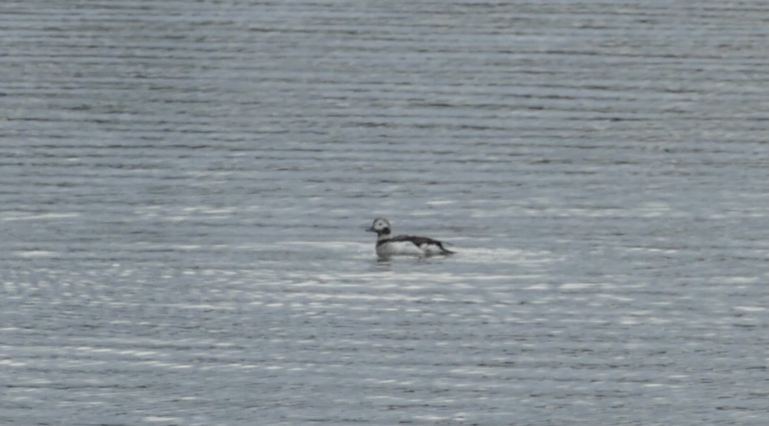 Long-tailed Duck - Gregorio Lozano Campo