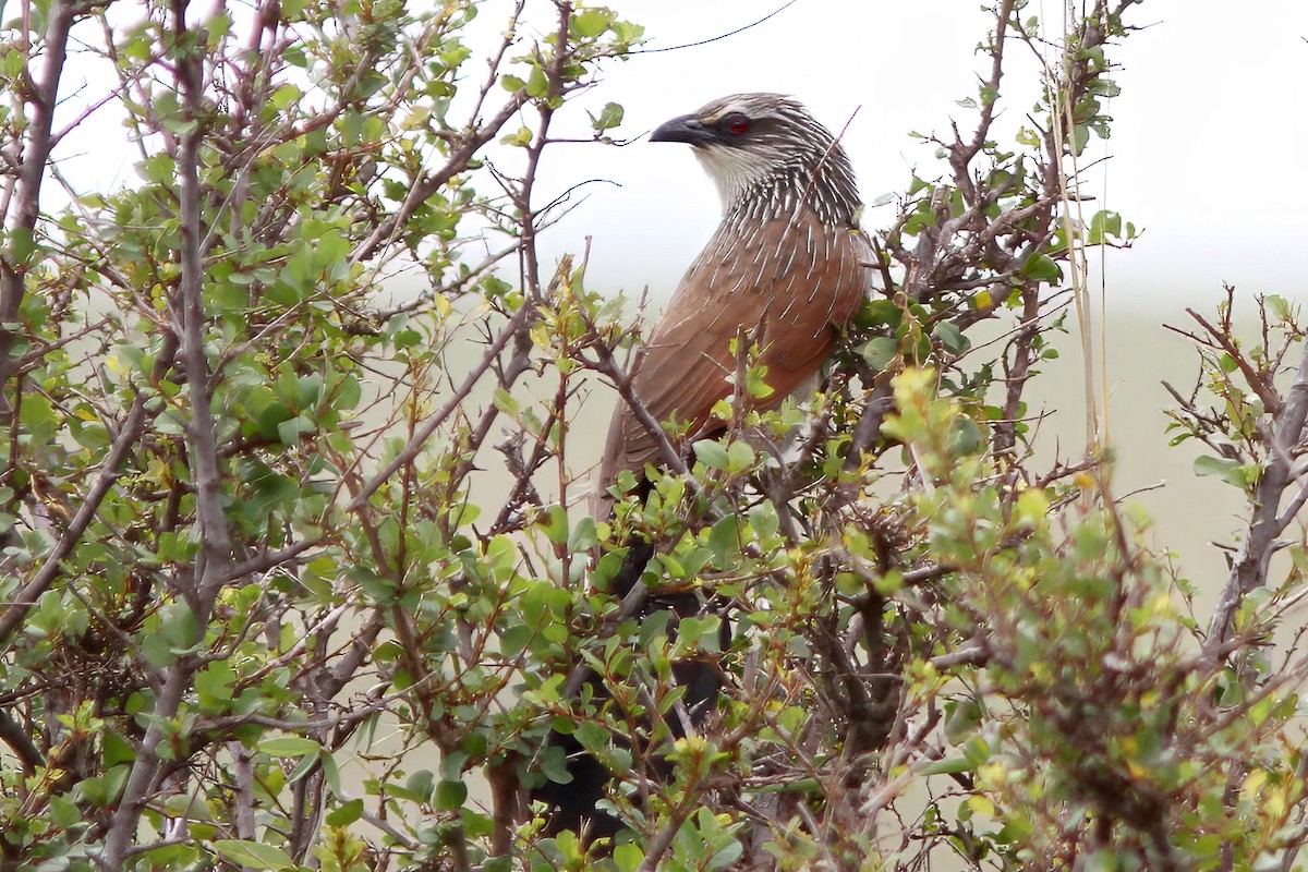 White-browed Coucal (White-browed) - ML615129989