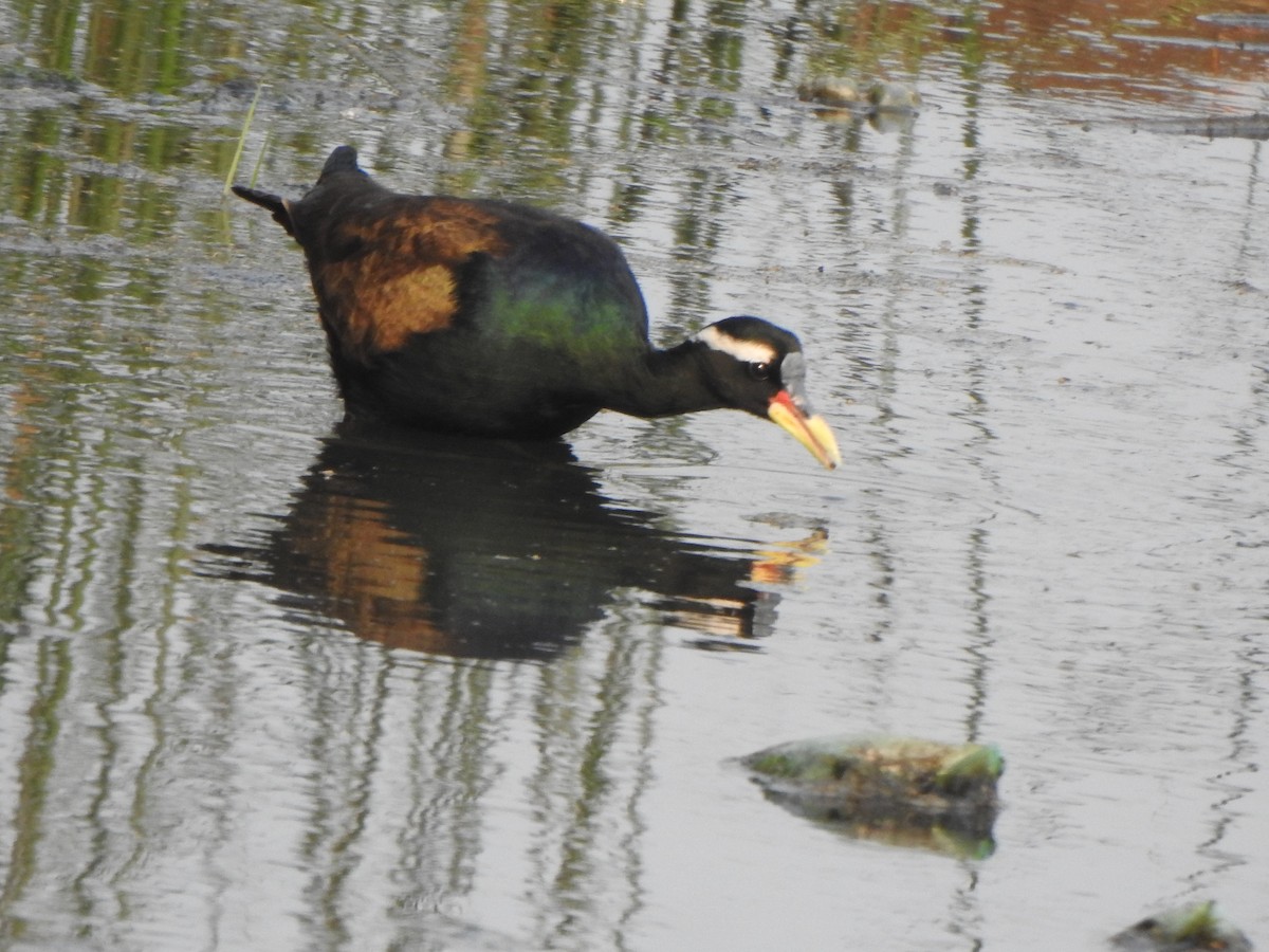 Bronze-winged Jacana - Arulvelan Thillainayagam