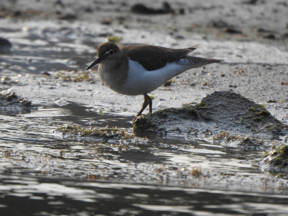 Common Sandpiper - ML615130000