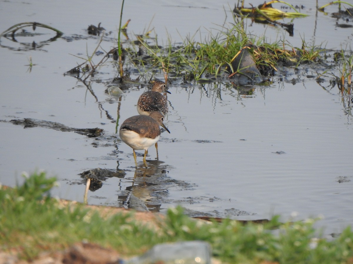 Waldwasserläufer - ML615130003