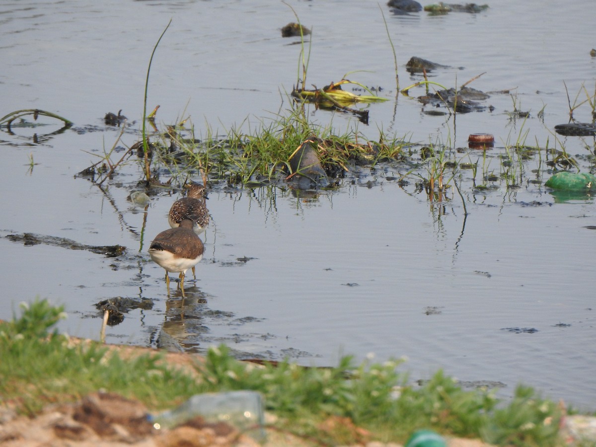 Green Sandpiper - ML615130004